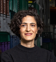 Safia Qureshi Safia Qureshi