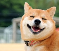 Dog Byte Dog Byte