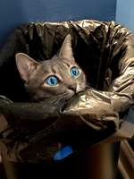 Phantom Cat Phantom Cat